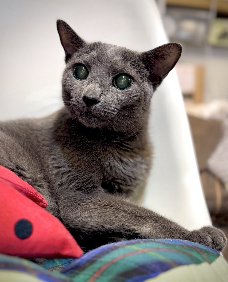 shellsluna tweet media