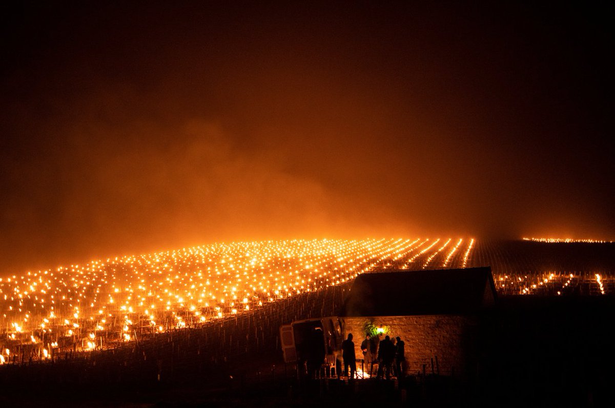 França - As geadas de Primavera são um pesadelo para os produtores de vinho. Uma das práticas centenárias para evitar a perda total da produção são os braseiros que impedem que o gelo se forme nas vinhas.
O efeito visual é impactante, não é?