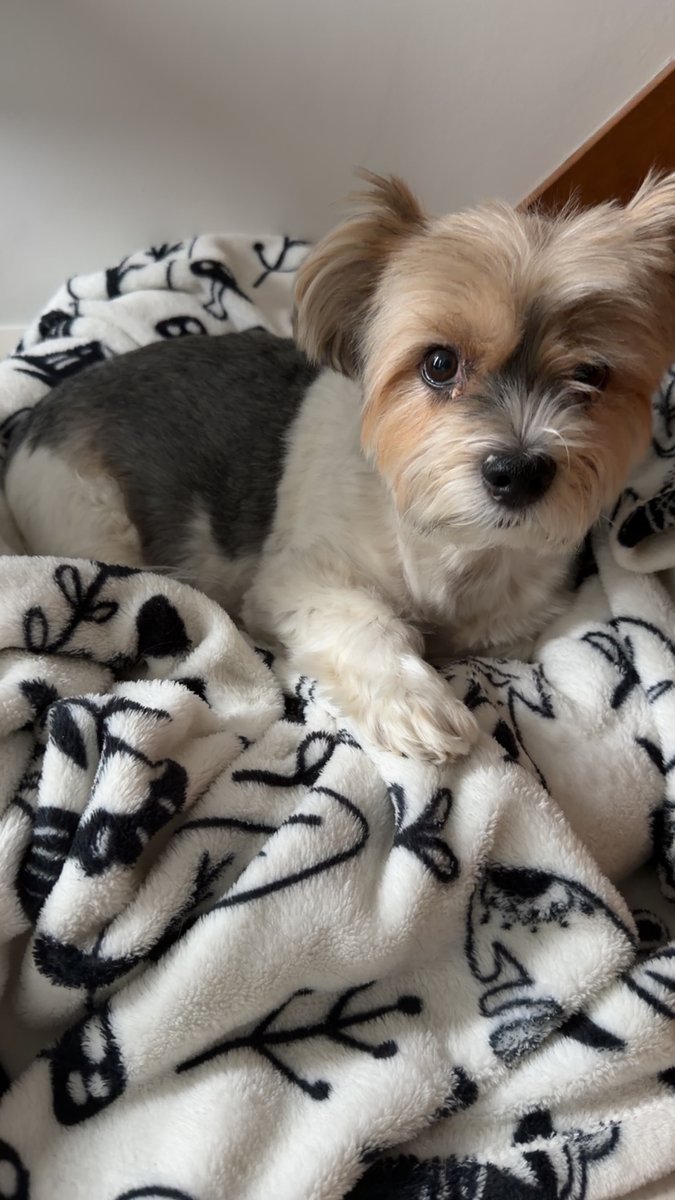 SusheeLoL tweet media