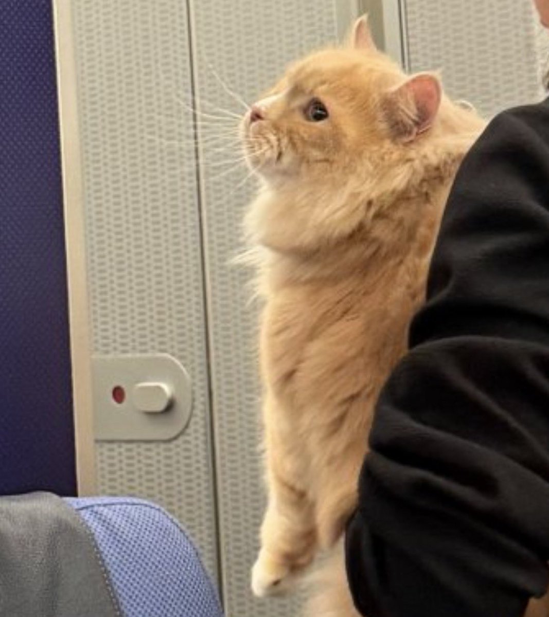 Natalia Antonova 🇺🇸🇺🇦 tweet media