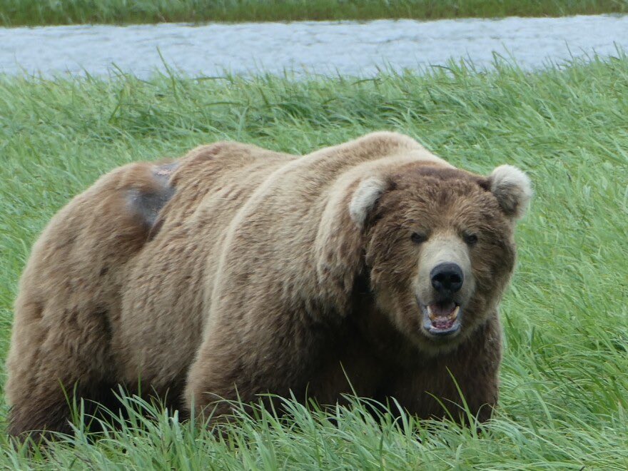 🍍🌺𝔹𝕦𝕕𝕕𝕙𝕒 ℂ𝕠𝕞𝕚𝕔𝕤 MET 𝔸ℝ𝕋𝔾𝔼ℝ𝕄 !! tweet media