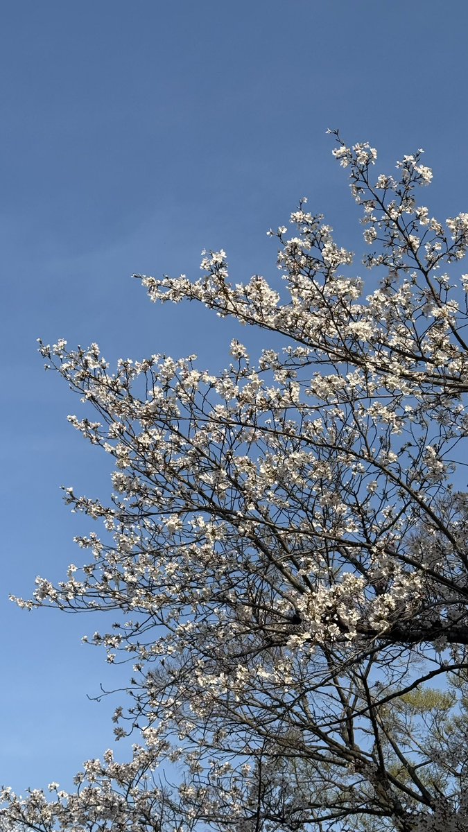 ちょうさん@4.25福山5.23名古屋 tweet media