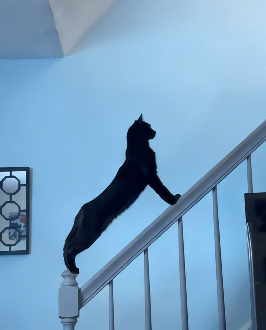 Bichinhos fofinhos pra quem ta cansado tweet media