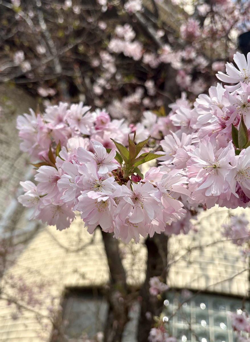 くこ🌸 tweet media