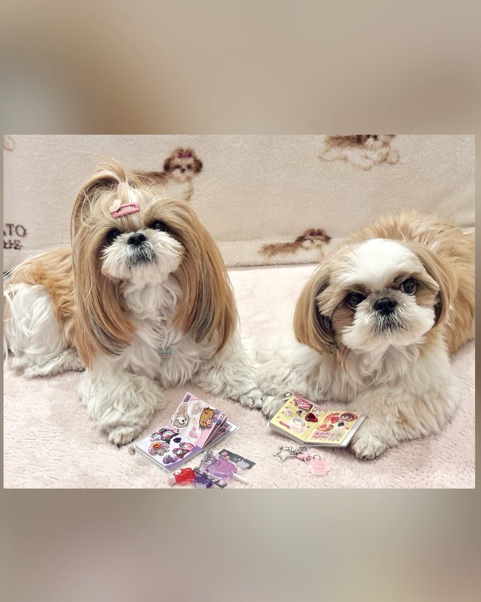 ゆかいな4姉妹🐶とパパ🧑🏻🌾 tweet media