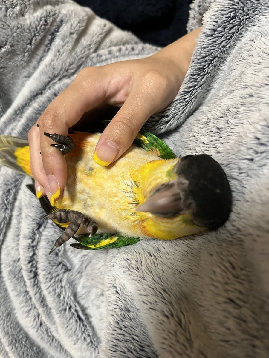 まいく tweet media