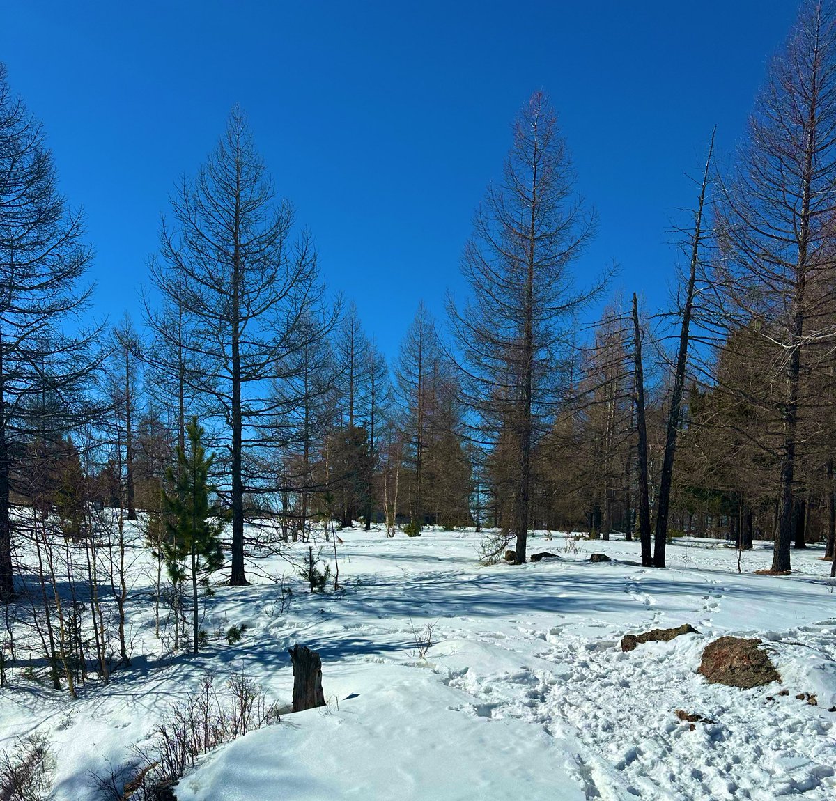 Bayasgalan tweet media