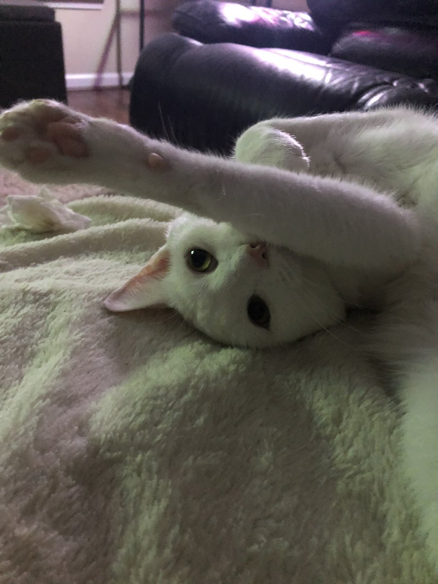 Paul Blart tweet media