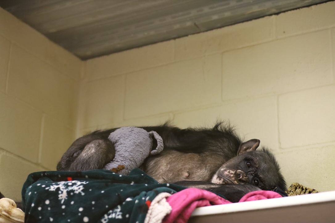 Chimpanzee Sanctuary Northwest tweet media