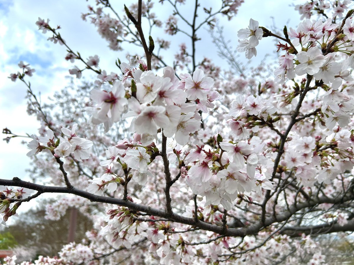 Sentimental Lion / SENtoROI tweet media