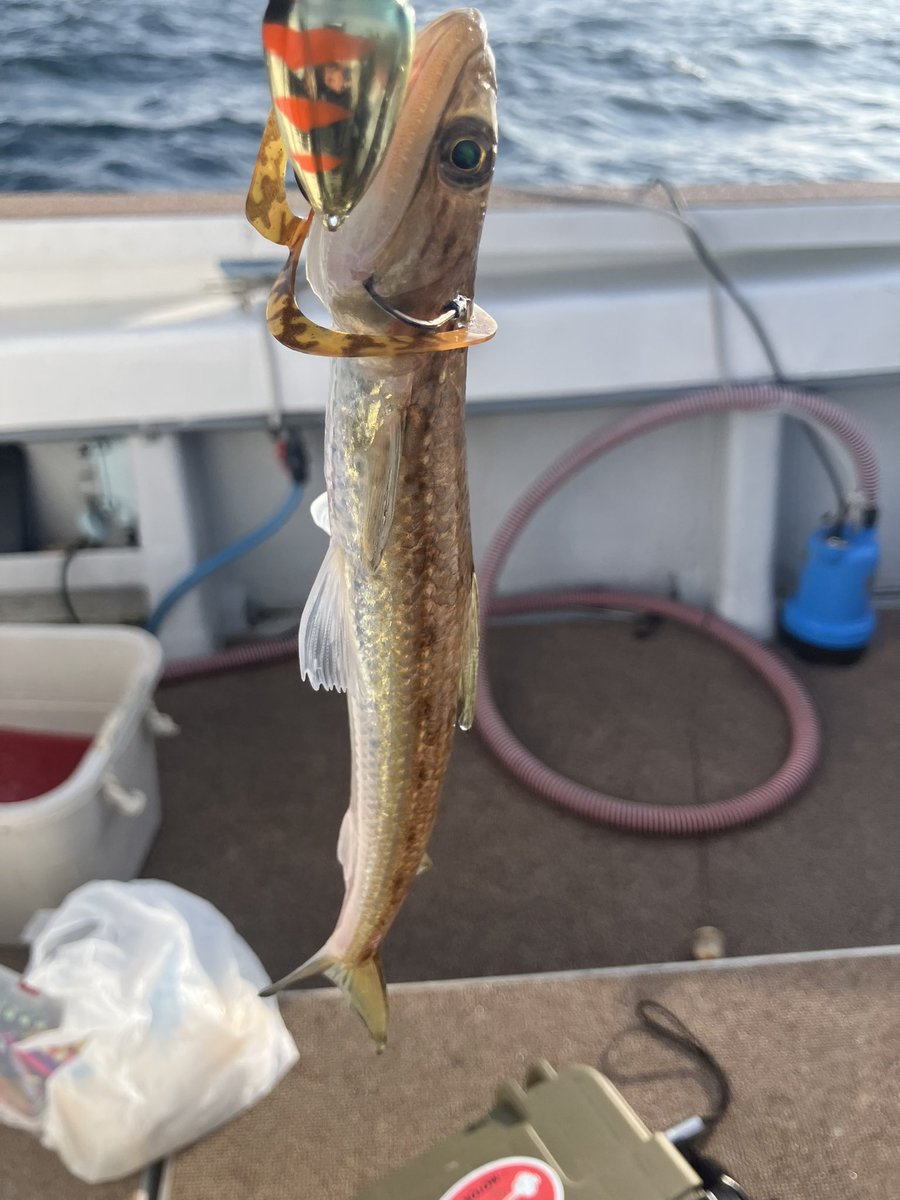 潮民周a.k.a.レペゼン名島 tweet media