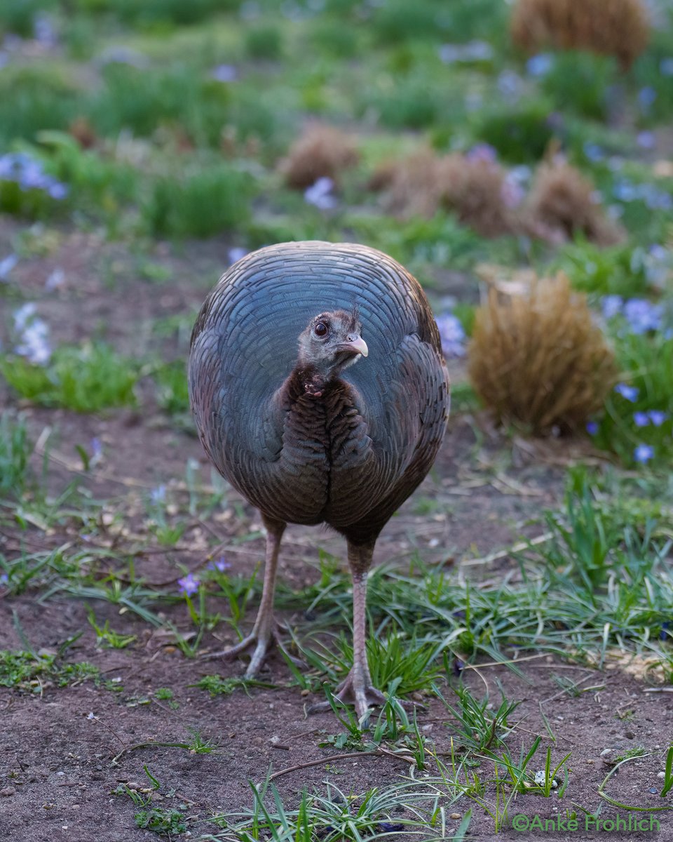 _AnkeFrohlich's tweet image. Queen Astoria the Wild Turkey giving me the sweetest look🦃💕👑. The Battery, NYC

#birdcpp, #Astoria, #WildTurkey, #NYCWildlife, #UrbanWildlife