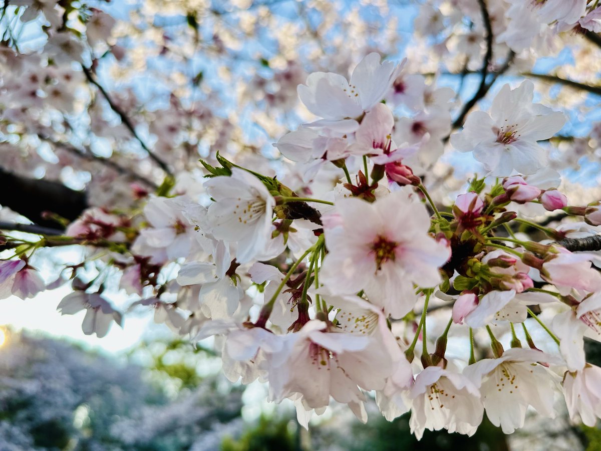 KzRitsuan's tweet photo. 忙しない日々でも、季節を楽しむ余裕を持っていたいな🌸 https://t.co/H1gJFrx1zW