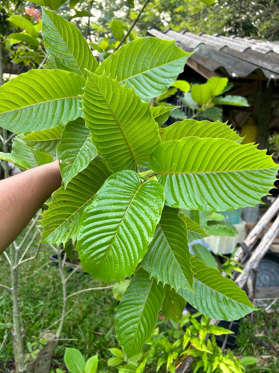 ethalivefully's tweet photo. Vibrant. Fresh. Alive. 🌿
Sourced through trusted partnerships in Thailand and handled with care every step of the way.
That’s how we continue to raise the bar.
That’s ETHA. Quality, Transparency &amp; Trust. https://t.co/pAx6ejpbSq