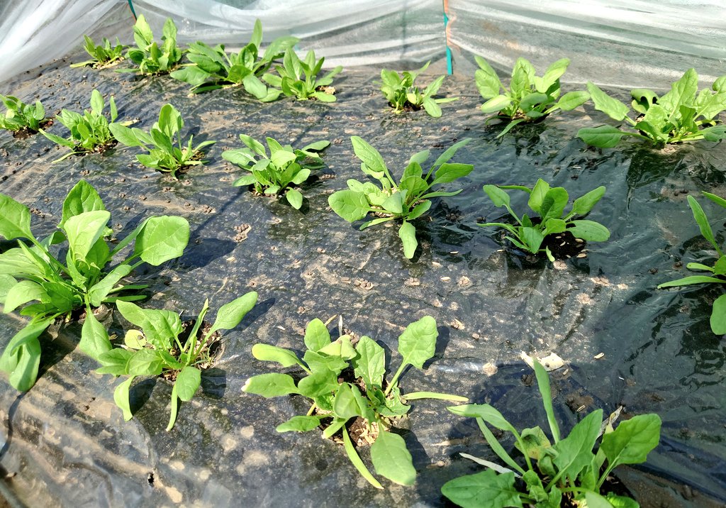 TAMA@家庭菜園･野菜栽培 tweet media