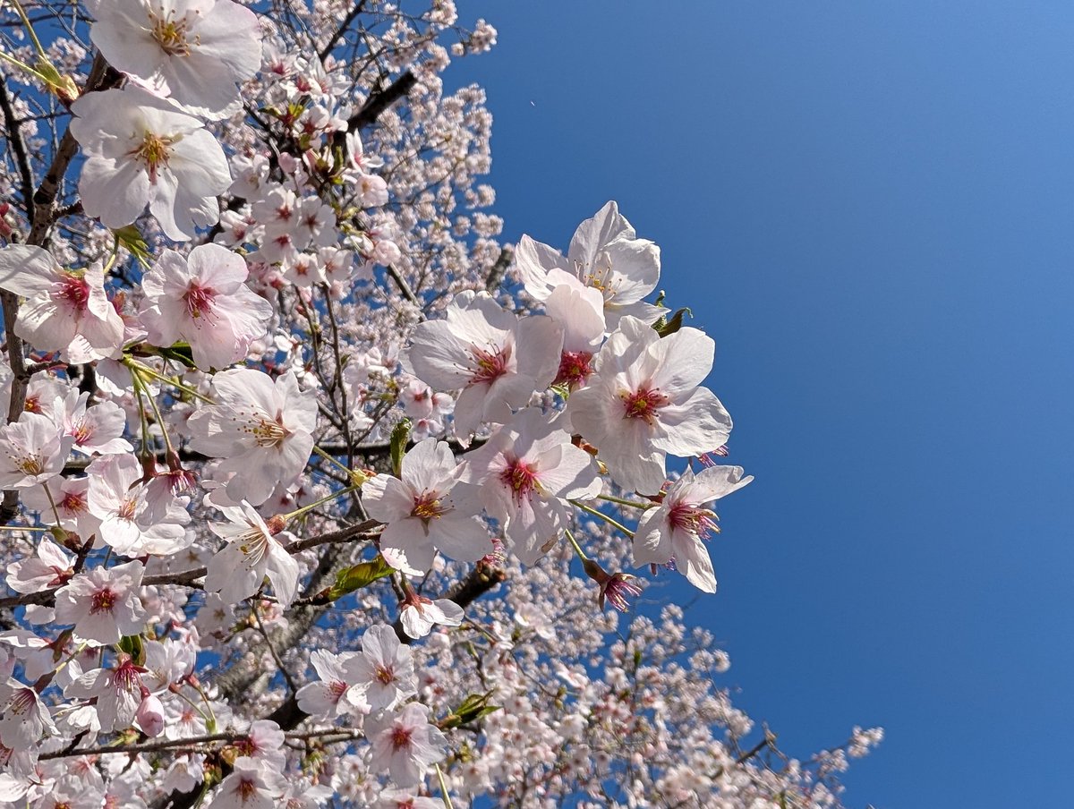 川瀬宏明 tweet media