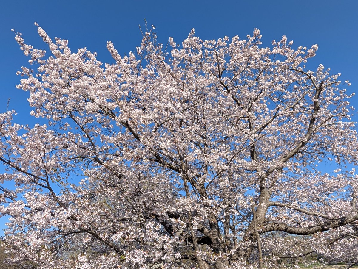 川瀬宏明 tweet media