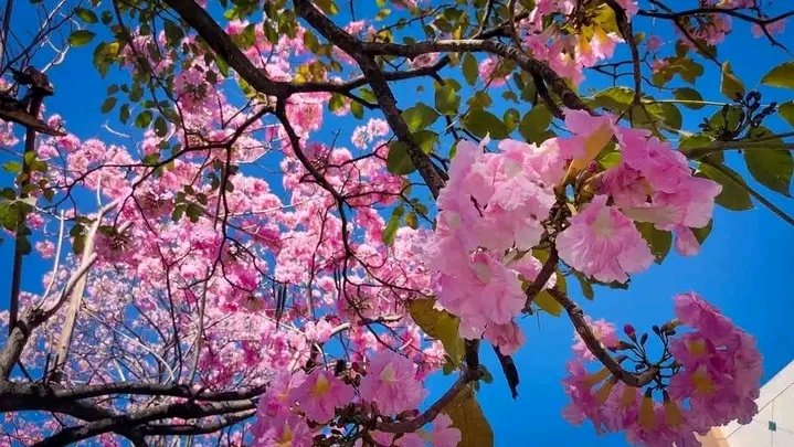 Ines1466's tweet photo. Que Abril esté lleno de buenas noticias, mucho amor,trabajo,salud y tranquilidad ✨🪷🌸🪷🌸🪷🌸🪷🌸 _ https://t.co/13UjT4Bp4B