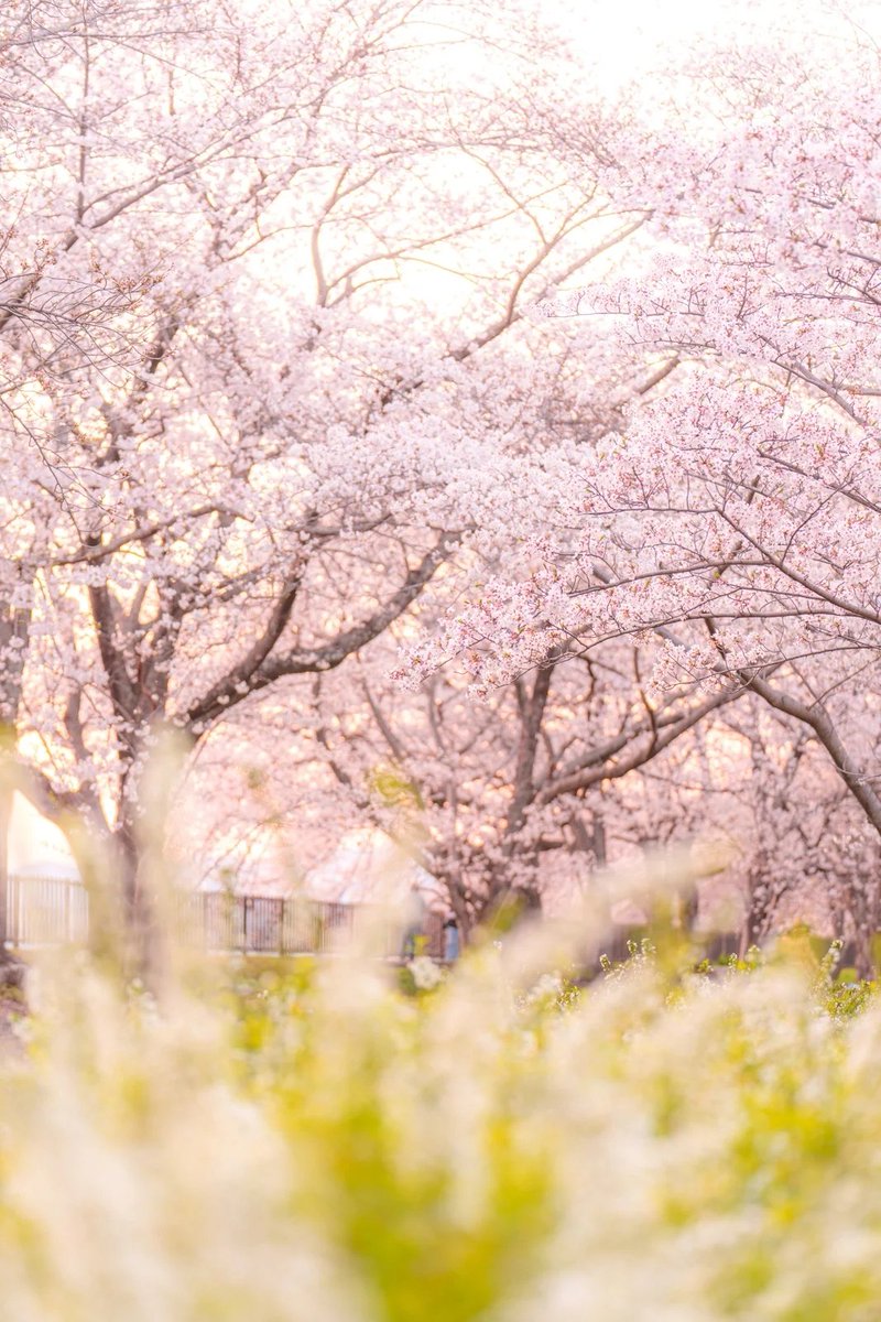 ふがまるちゃん@三重を撮る人 tweet media