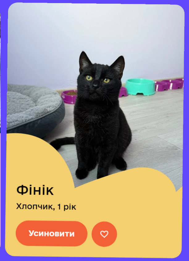 а заберіть хтось собі сестричку та брата моєго кота. будемо кумами. впевнений, що вони приблизно такі ж йобнуті, як цей дорогой