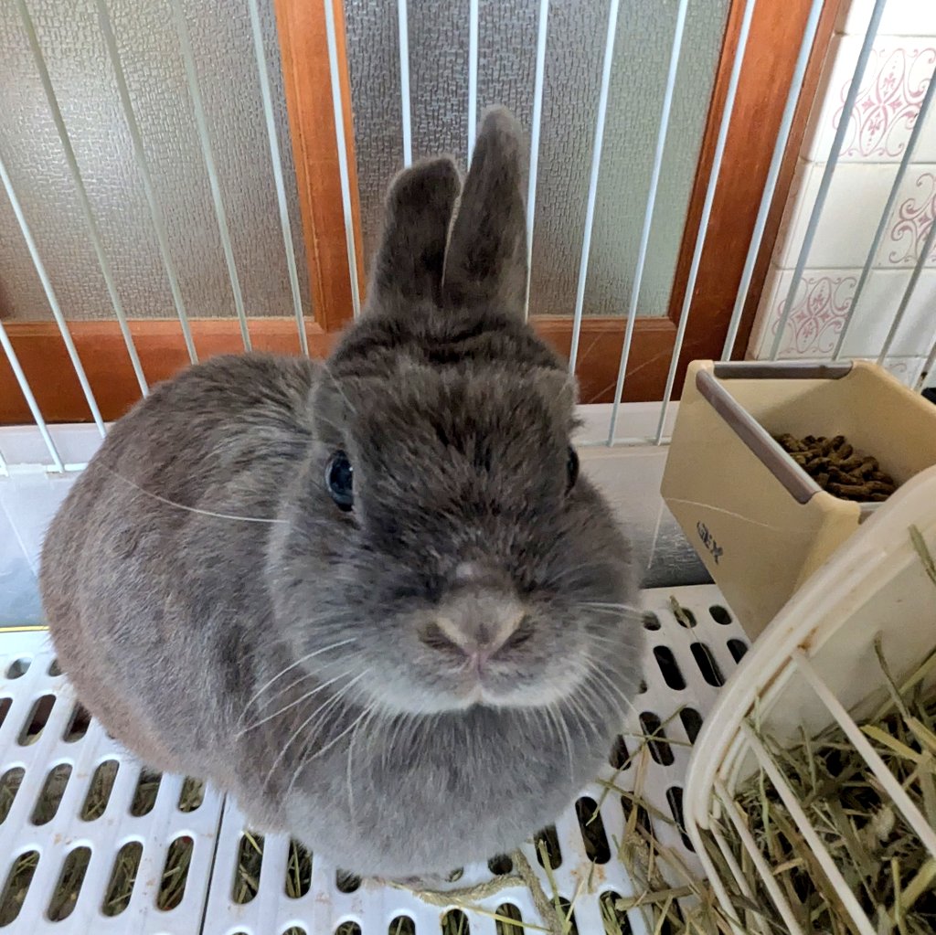 乳母車の弥七 tweet media