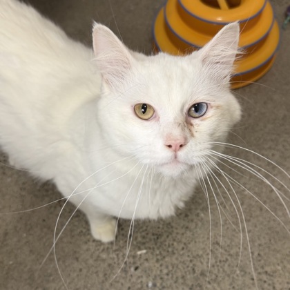 San Francisco SPCA tweet media