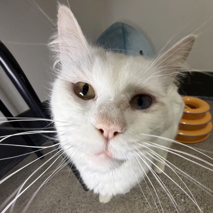 San Francisco SPCA tweet media