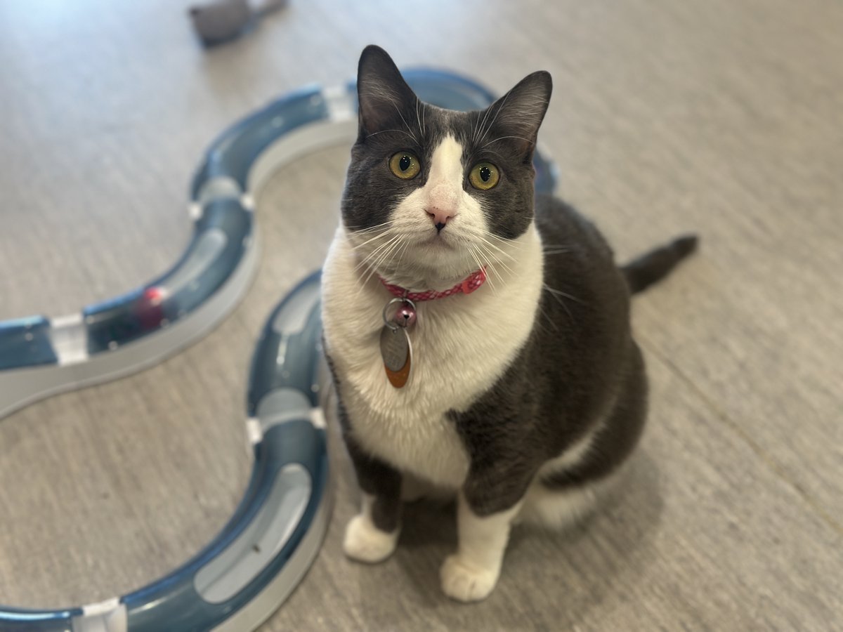 North Shore Animal League America tweet media