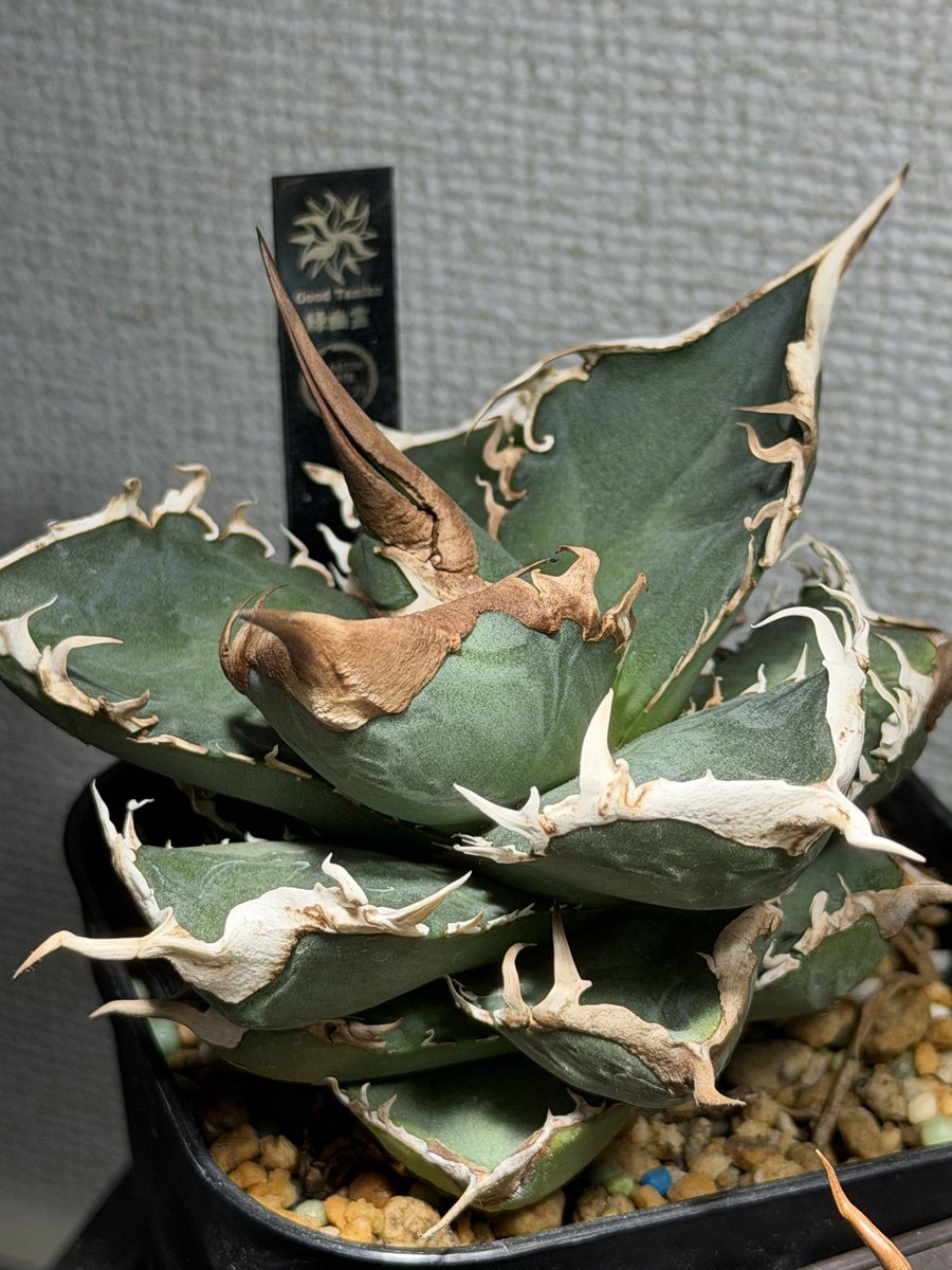 カイマン tweet media