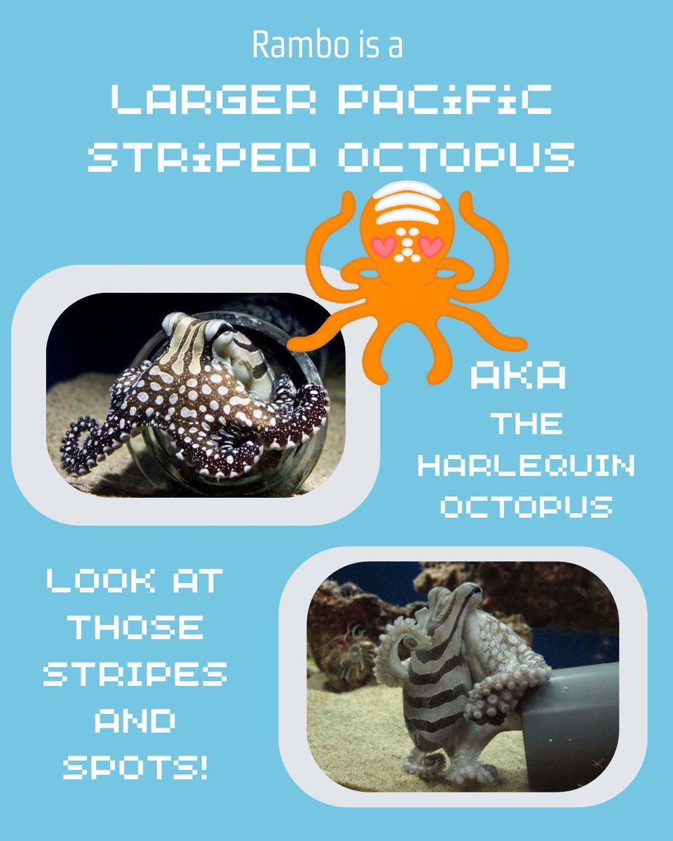 DustbathStudios's tweet photo. Learn about octopi with Rambo! Wishlist GLOCKTOPUS on steam! 

#octopi #marinebiology #funfacts #newgame #steamgame #indiegame #indiegamedev #gamedev #indiedev #games #freegame https://t.co/9CdxHckkmh
