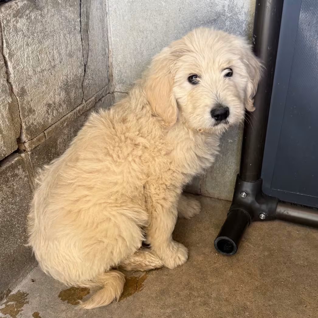 Տᗩᑎᗪᖇᗩ tweet media