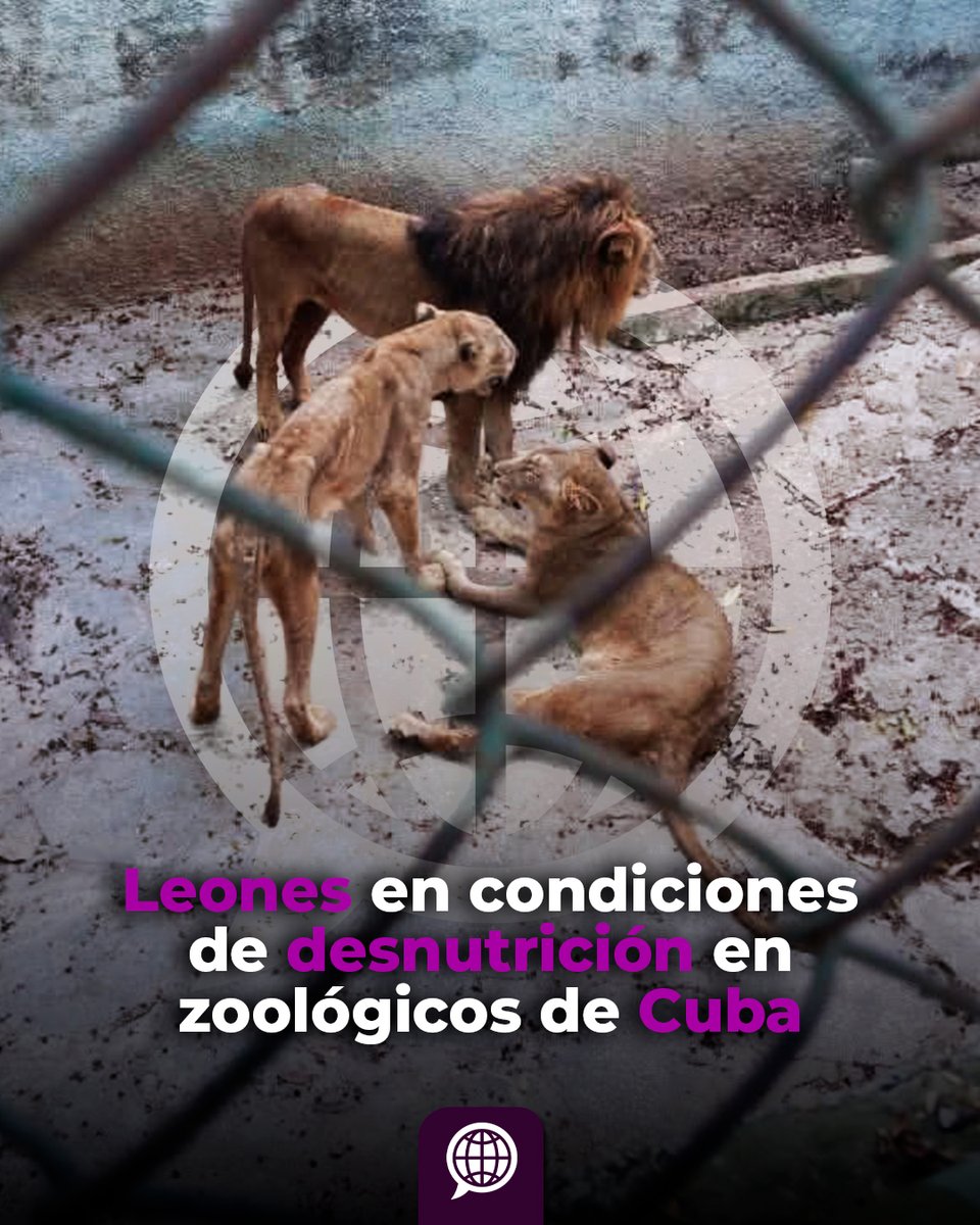 Sintexto tweet media