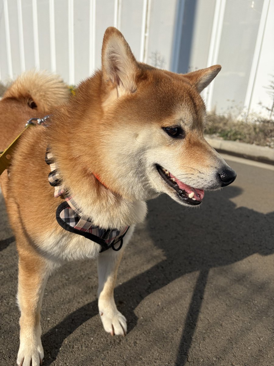 fuku227roku616's tweet photo. お天気良くてご機嫌です。 https://t.co/0MN1XOmpdp