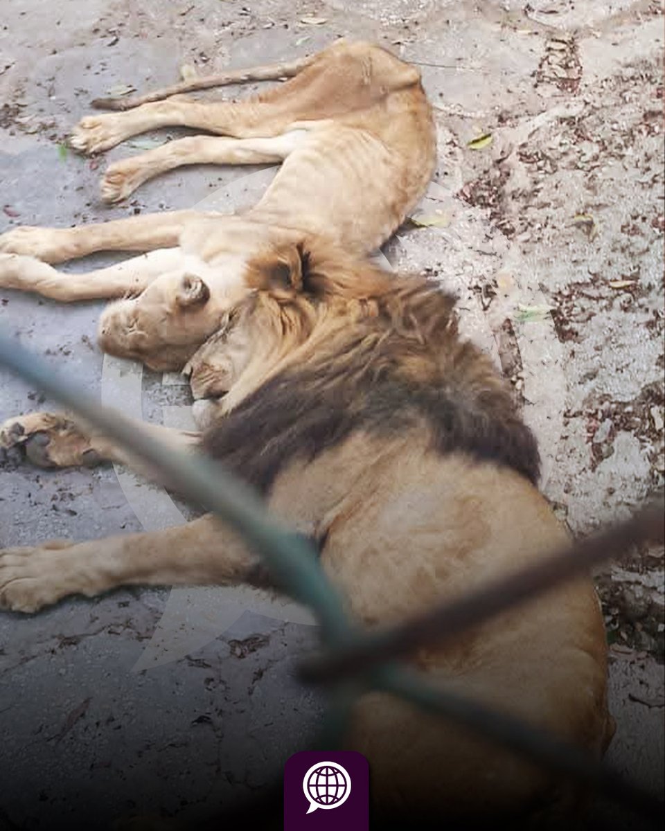 Sintexto tweet media