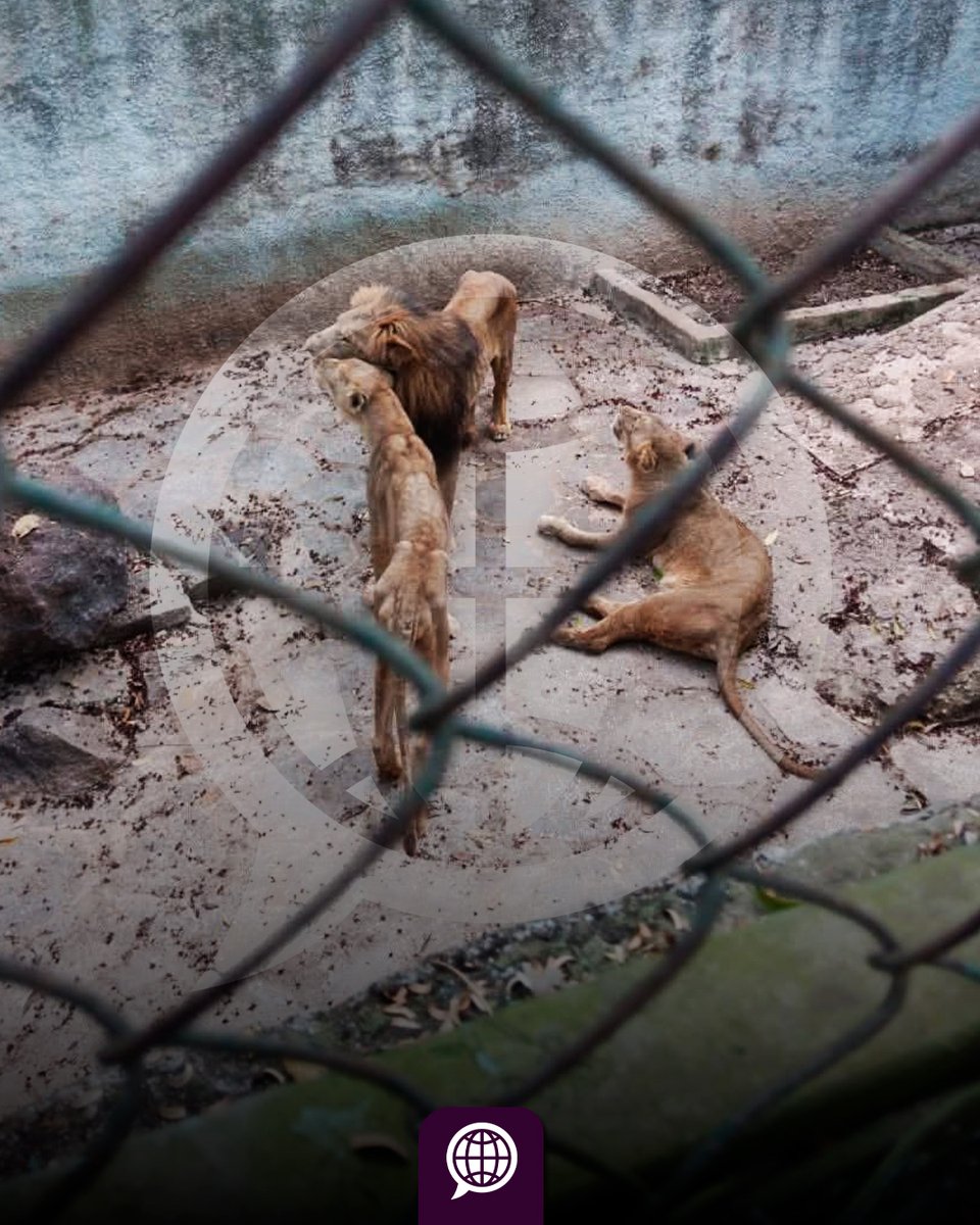 Sintexto tweet media