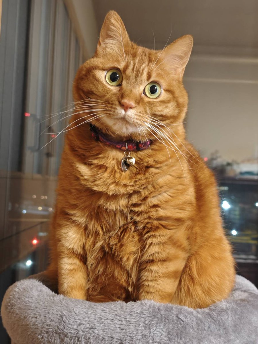 いりこだし@恋深と雑多垢ぼちぼち浮上 tweet media