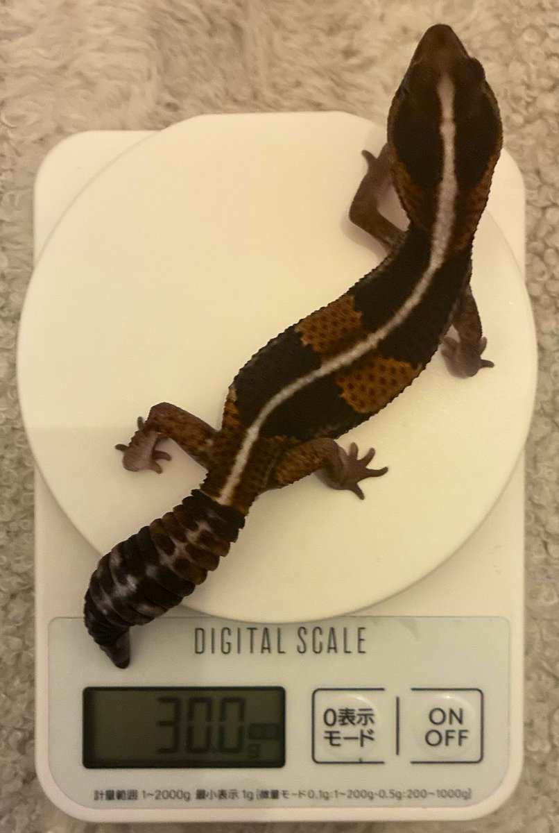 ろいろは今日も元気です tweet media