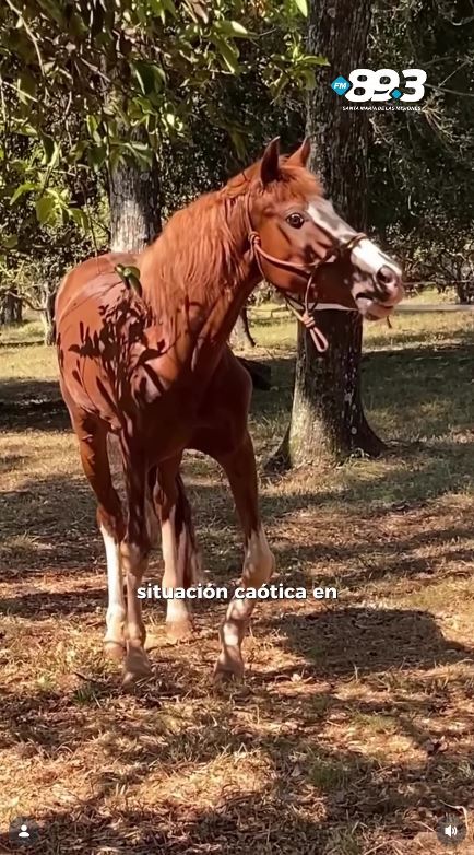 Oguro Star Blossom tweet media