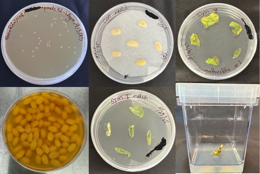 microbiome_lab's tweet photo. From DNA to plants 🌱

Graduate Student Suhaib is working on genetic engineering of plants using CRISPR-Cas9 and gene overexpression to improve environmental stress tolerance.

Ongoing work includes Arabidopsis floral dip and soybean hairy root and whole-plant transformation, https://t.co/kNoX2Y64w4