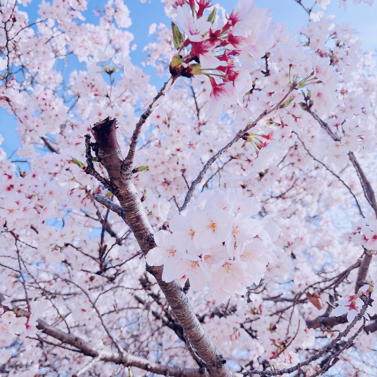 ねねちゃん🐕ྀི🐝ྀི tweet media