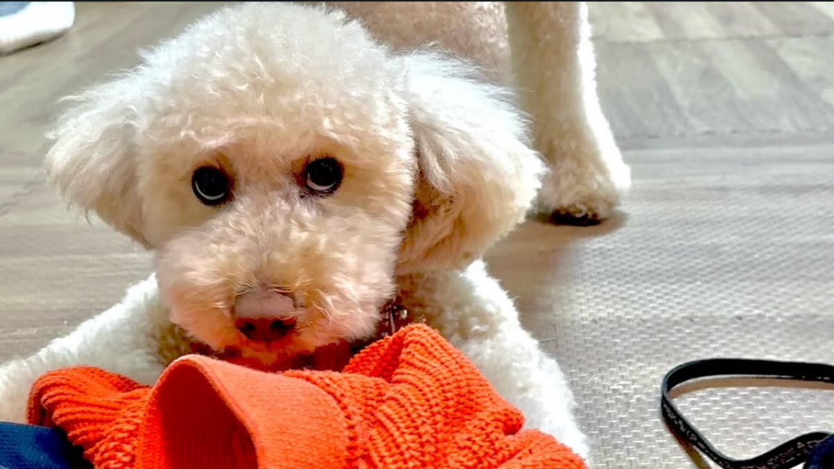 いなさん tweet media