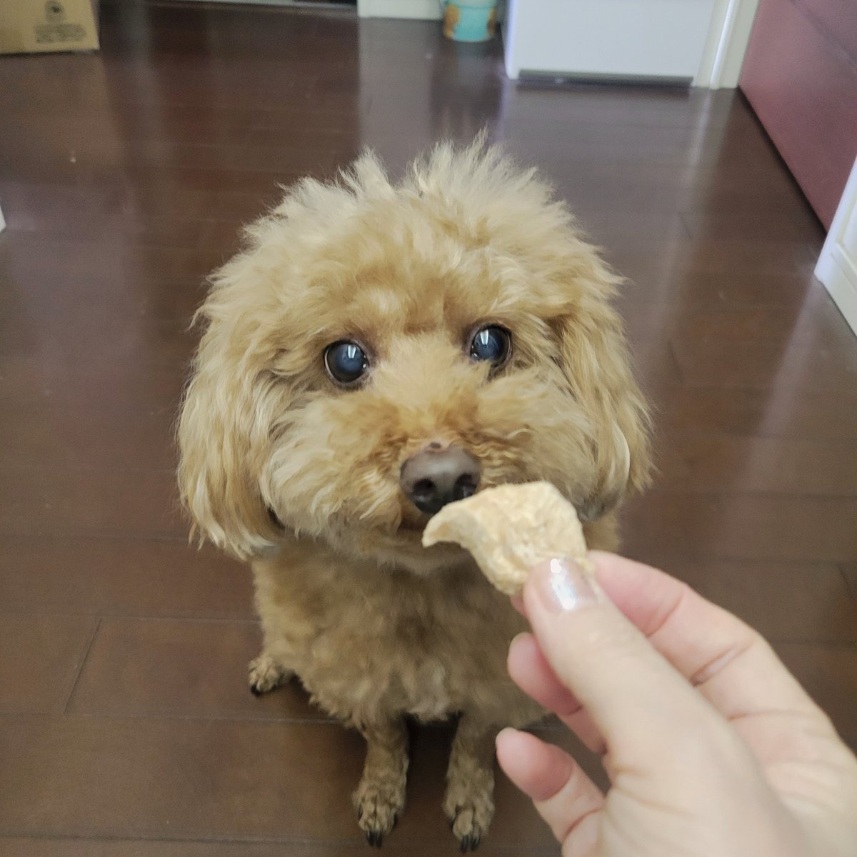 らら 🐶僕の名前はココ (@SnamyTae) / Posts / X