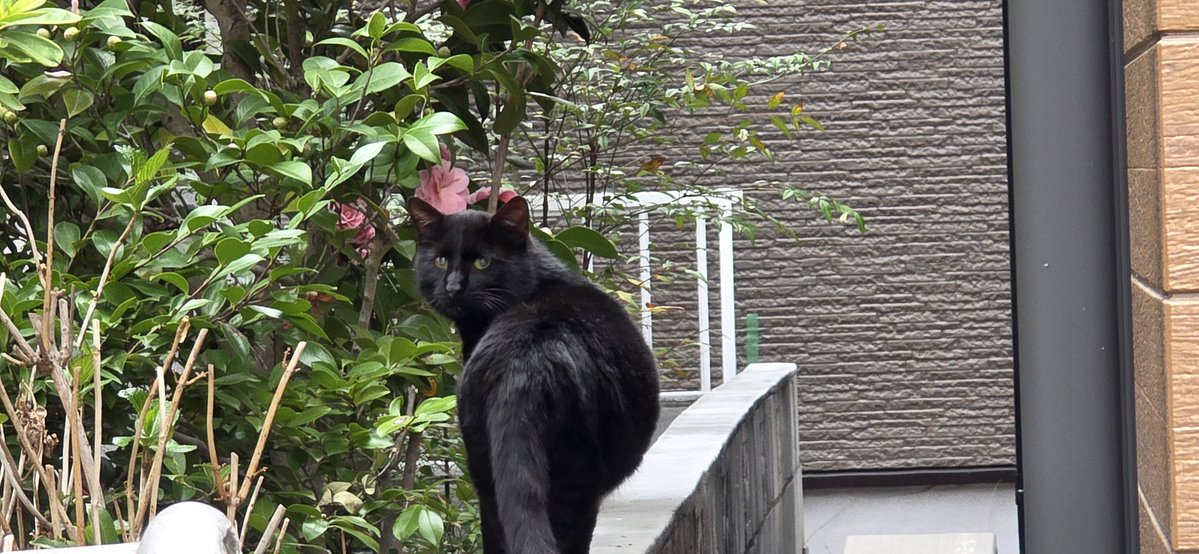 アリヤマダイキ　（聞きしに勝る世紀末） tweet media