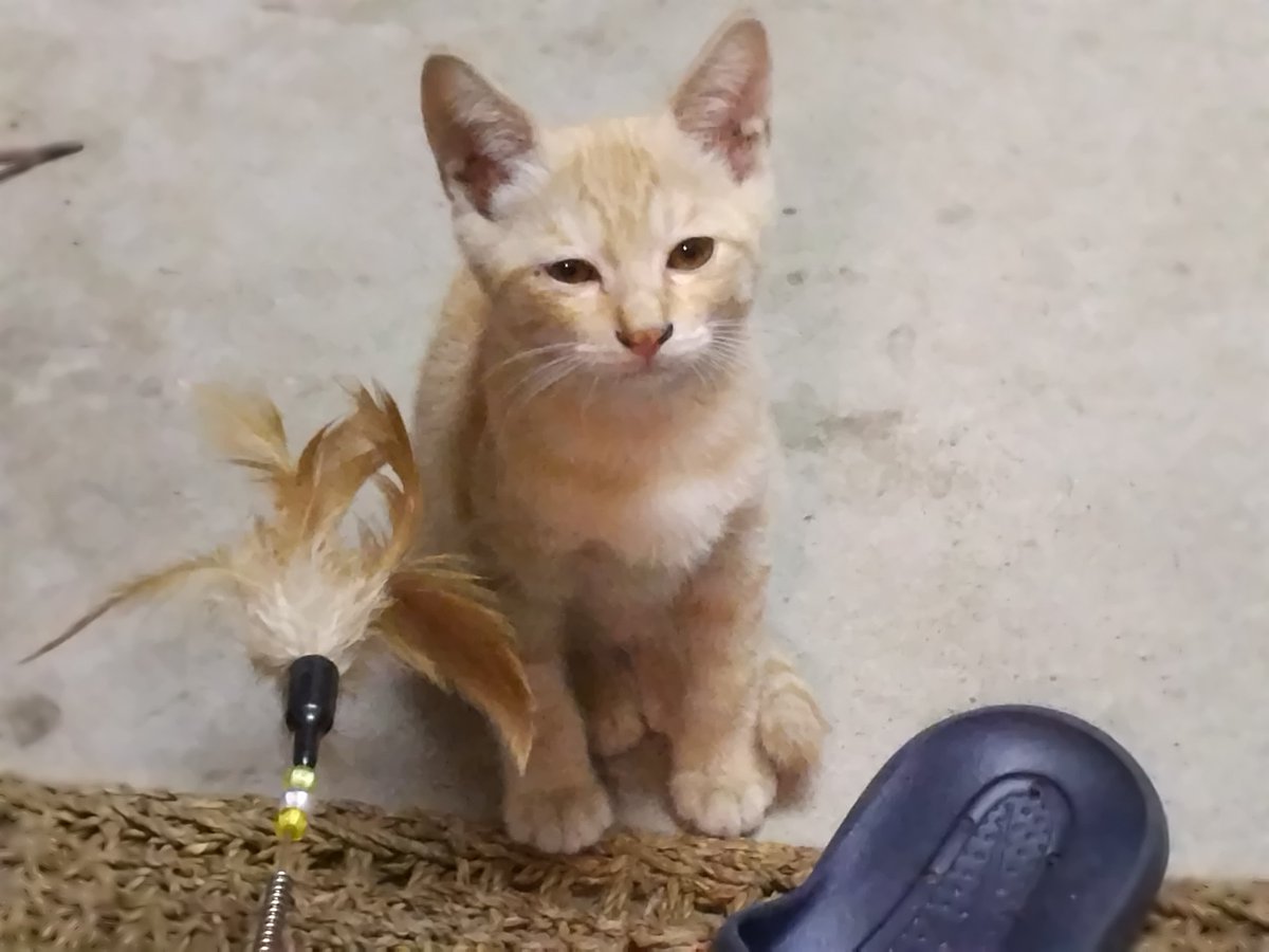 samuraidrive tweet media