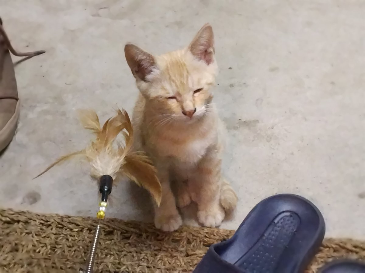 samuraidrive tweet media