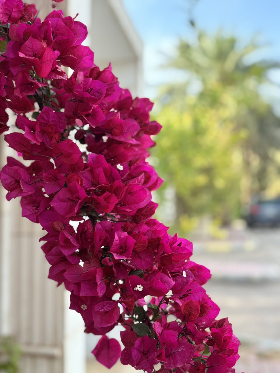 خوله الحميد 🕊️💜🩷 tweet media