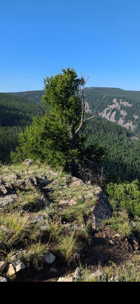 davgadorj tweet media