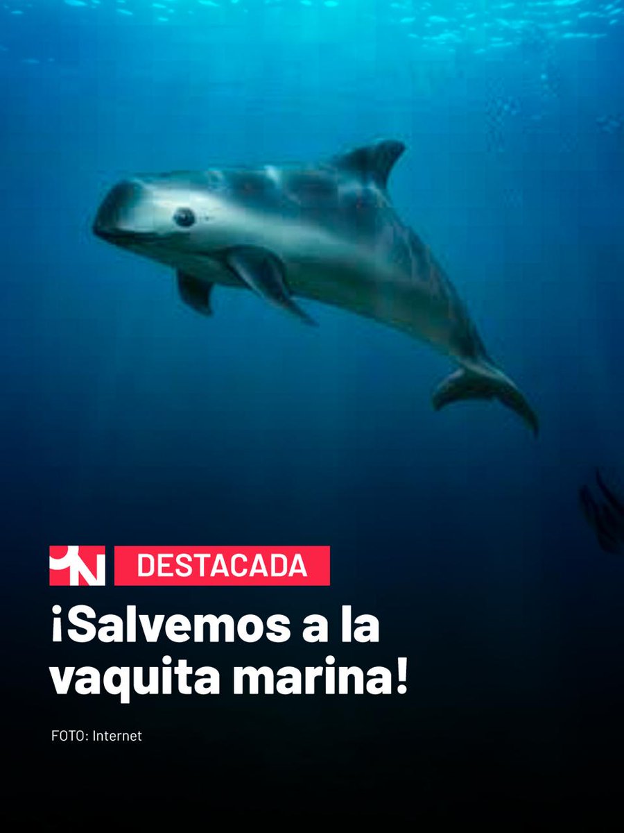 Once Noticias tweet media