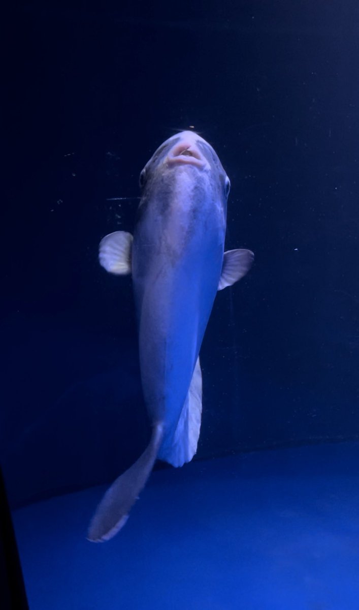 ねあ@アキバギルド tweet media