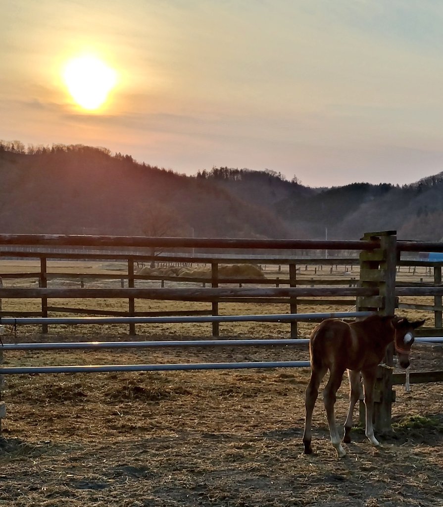 アグオ🐴 tweet media